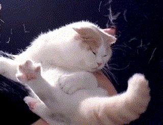 合租养猫劝退指南,《养猫劝退指南》