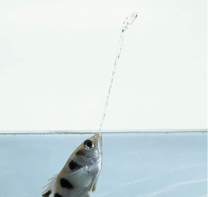 动物的舌头会变成什么样,所有动物的舌头是怎样的