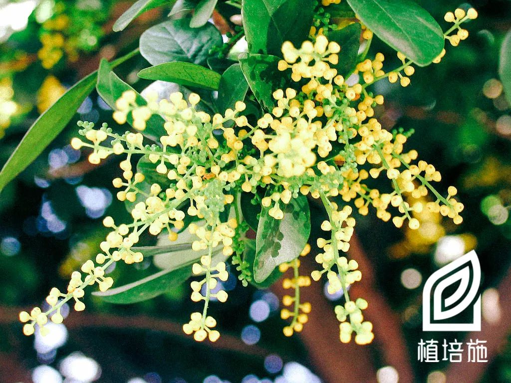 米兰繁殖栽培技术,米兰种植技术图解