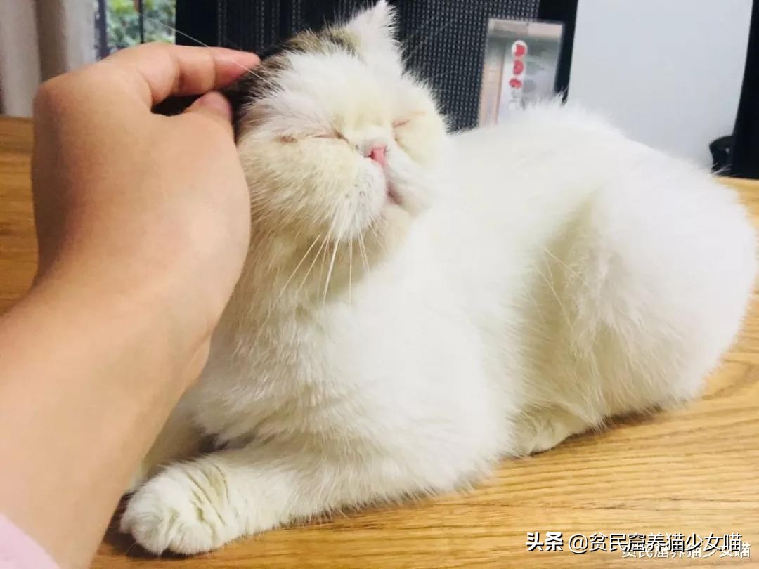 强撸的猫不甜,这些撸猫手法让猫咪乖乖投降,收藏备查