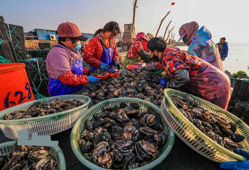 山东荣成鲍鱼,荣成鲍鱼越冬图