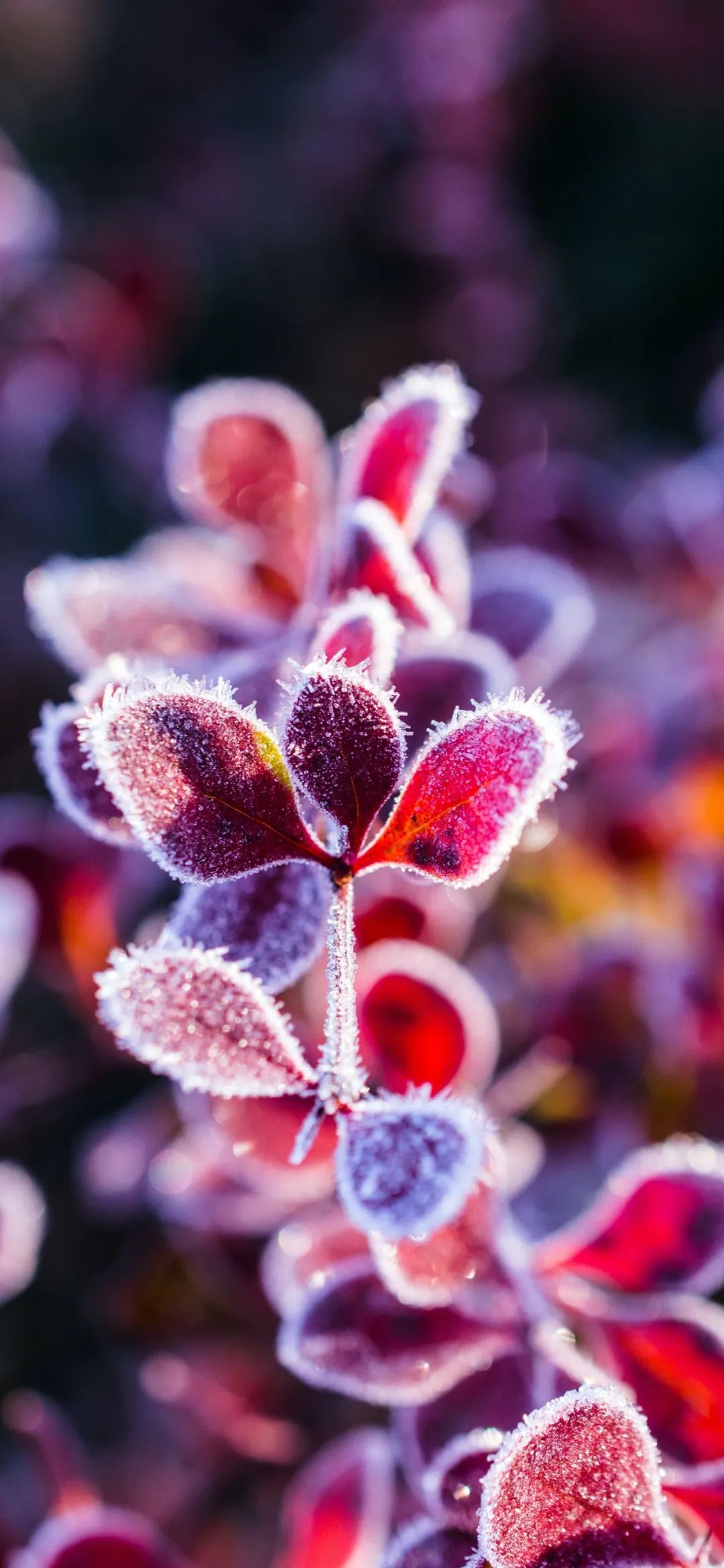 文艺素雅治愈植物手机壁纸,唯美治愈系手机壁纸植物