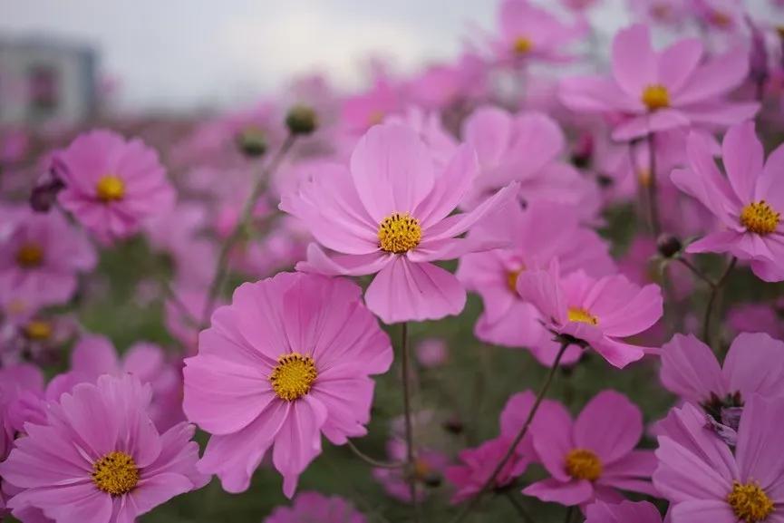 微距镜头选择最大的差异,微距镜头为什么一般是长焦