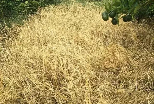 草铵膦能治香附子吗,草铵膦加什么药可以根除顽固杂草