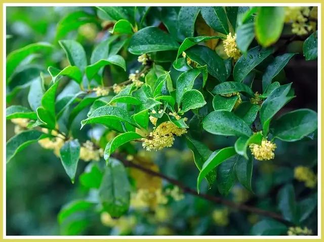 魔都赏花旅游攻略,魔都春季赏花好地方