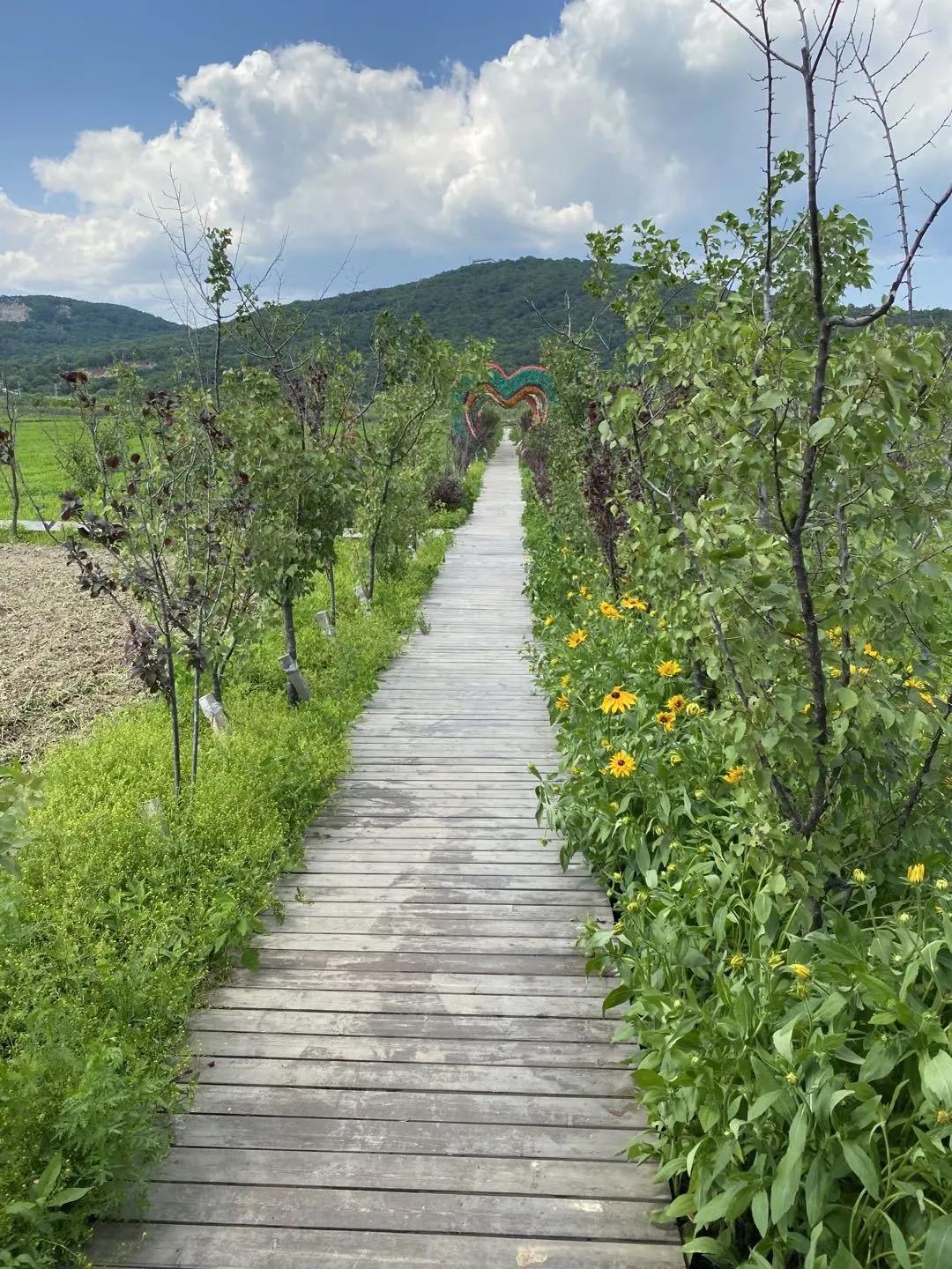 醉花海古镇美景,醉舞花海