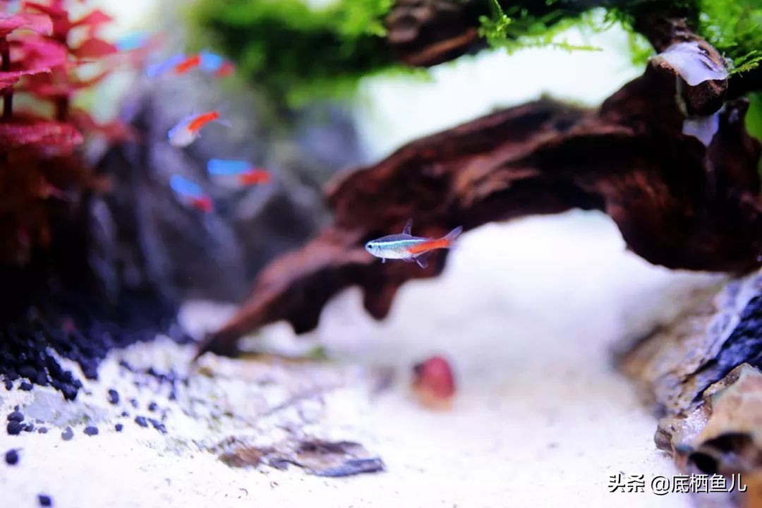 树脂假山种什么植物好,树脂做大型假山