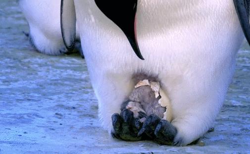 喜羊羊与灰太狼原始世界纪录片,喜羊羊与灰太狼每部片讲述的道理