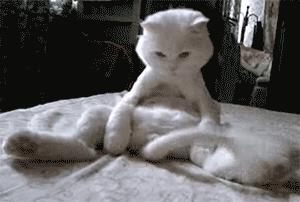 中华田园橘白猫脾气好吗,中华田园白猫配什么猫