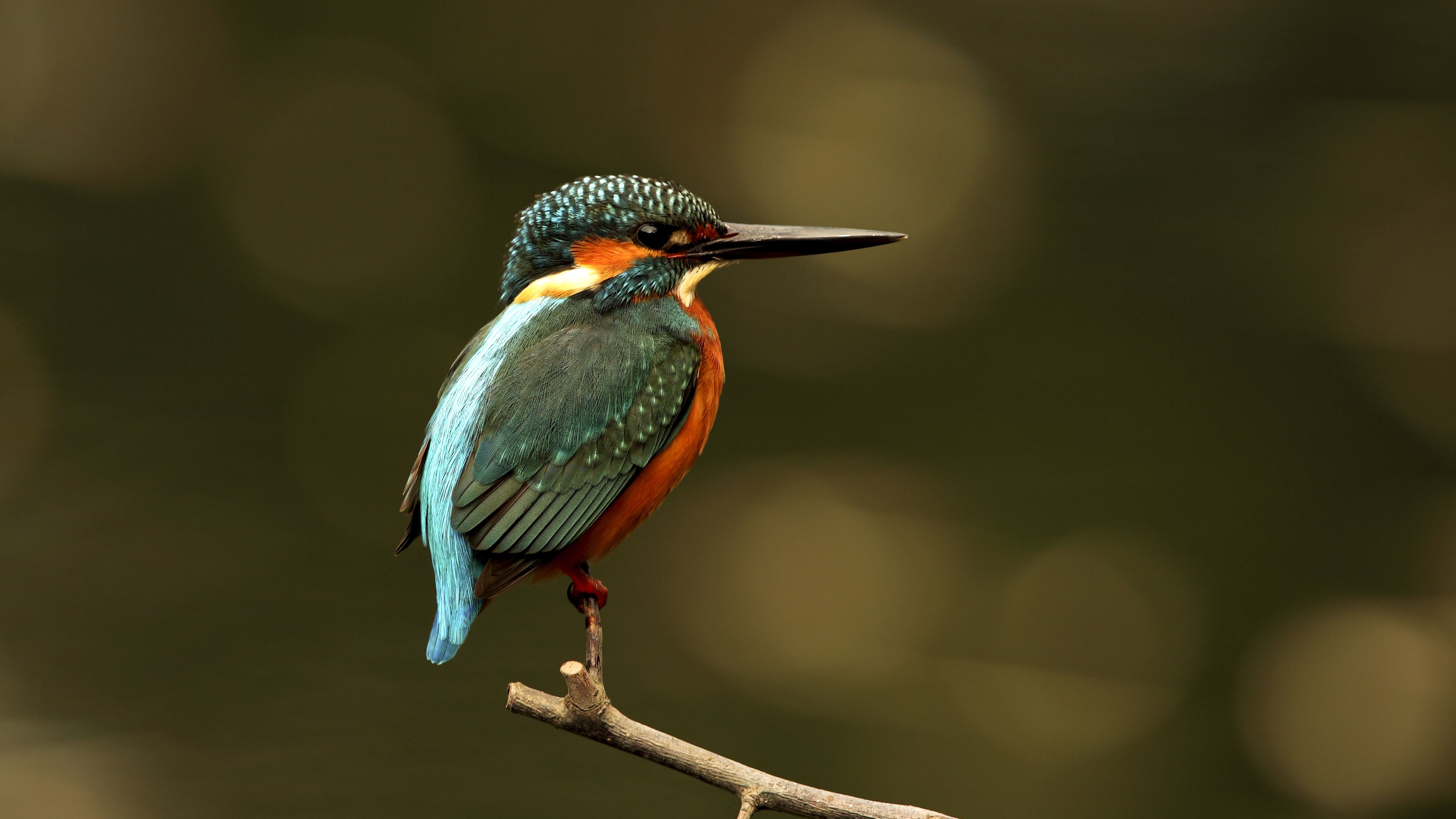 国画怎么把鸟画的活灵活现,如何画鸟要好看