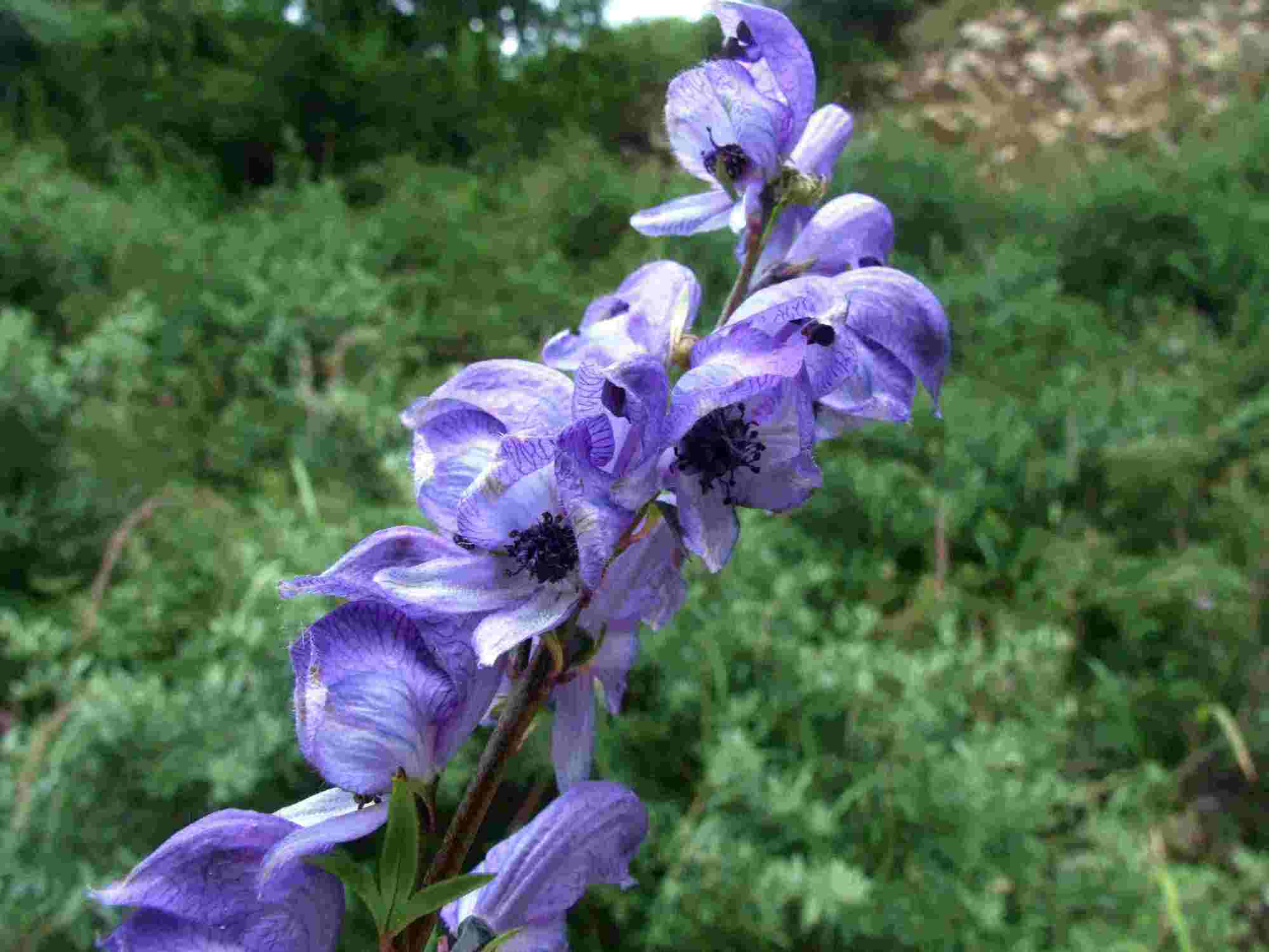 植物有哪些保护自己生存的绝招,植物遇到危险如何防御