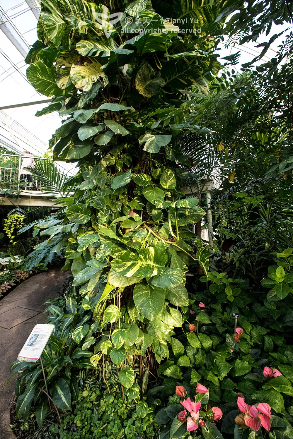 最适合养在卫生间的10种花卉,卫生间下水道恶臭难闻怎么办