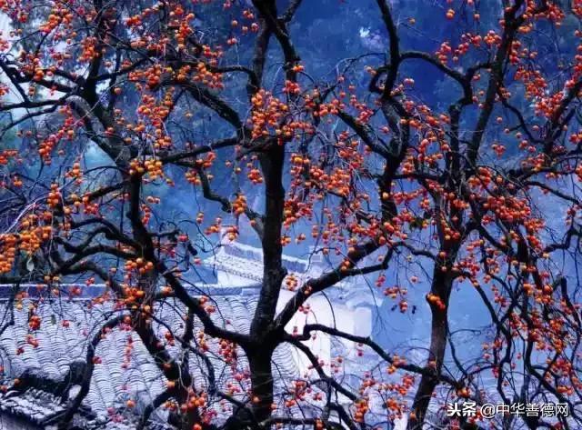 留几枚柿子在树上吧，让感恩变成一种习惯