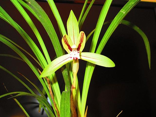 兰花只看叶片如何分类,兰花品种区分简单明了的方法