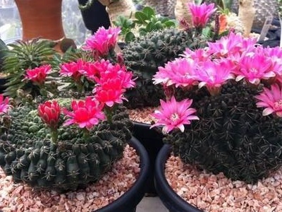 绯花玉多久能长出小崽,绯花玉仙人球怎么养