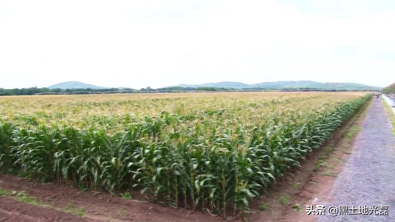 20块钱一袋的玉米种,20元一袋玉米