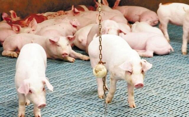 肥猪的养殖方法,肥猪的养殖方法有哪些