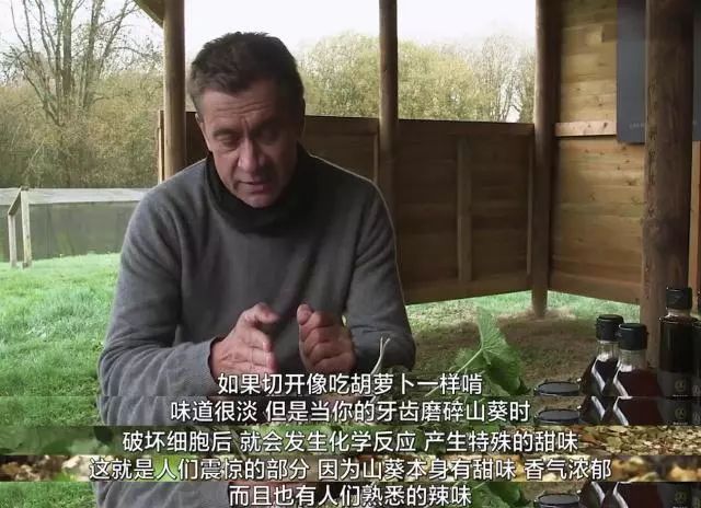 菜吧:800元一斤!据说这种菜是全世界最难种的