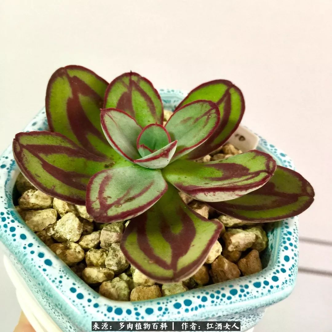 记录走过的美景留下美好的回忆,记录走过的每一段美好时光