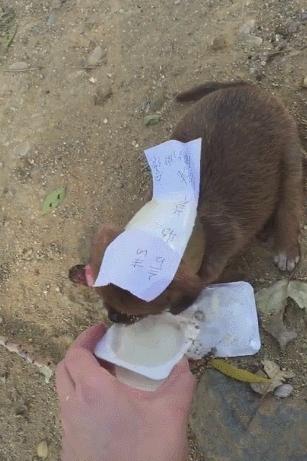 小狗腿骨折一碰它就咬,小狗腿受伤了吃东西吐