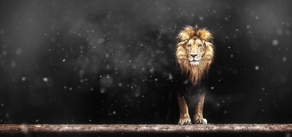 完美世界异域有哪些强者,完美世界异域是黑暗生灵吗