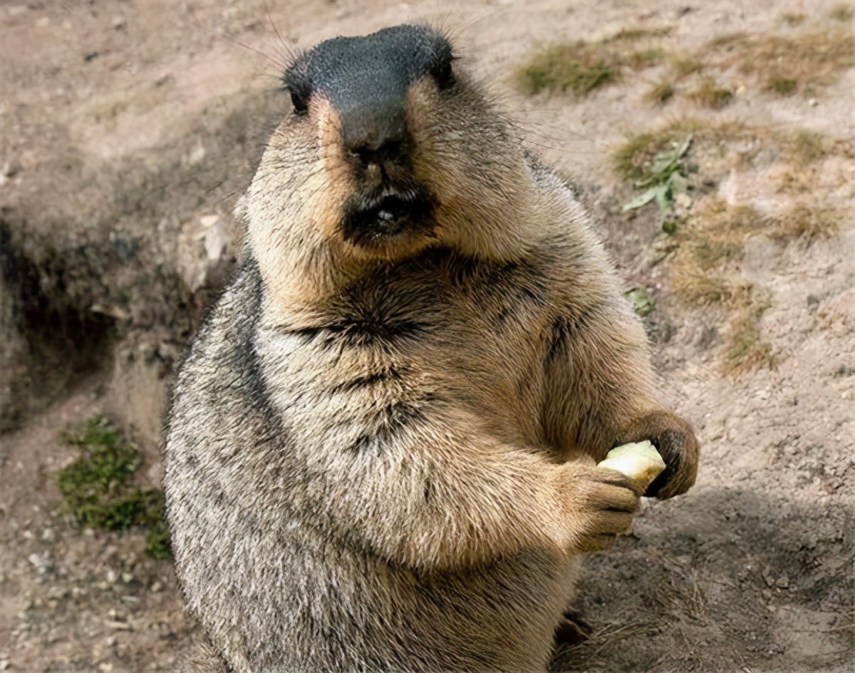 考古学家发现10万年前人类粪便,研究者首次发现人类粪便