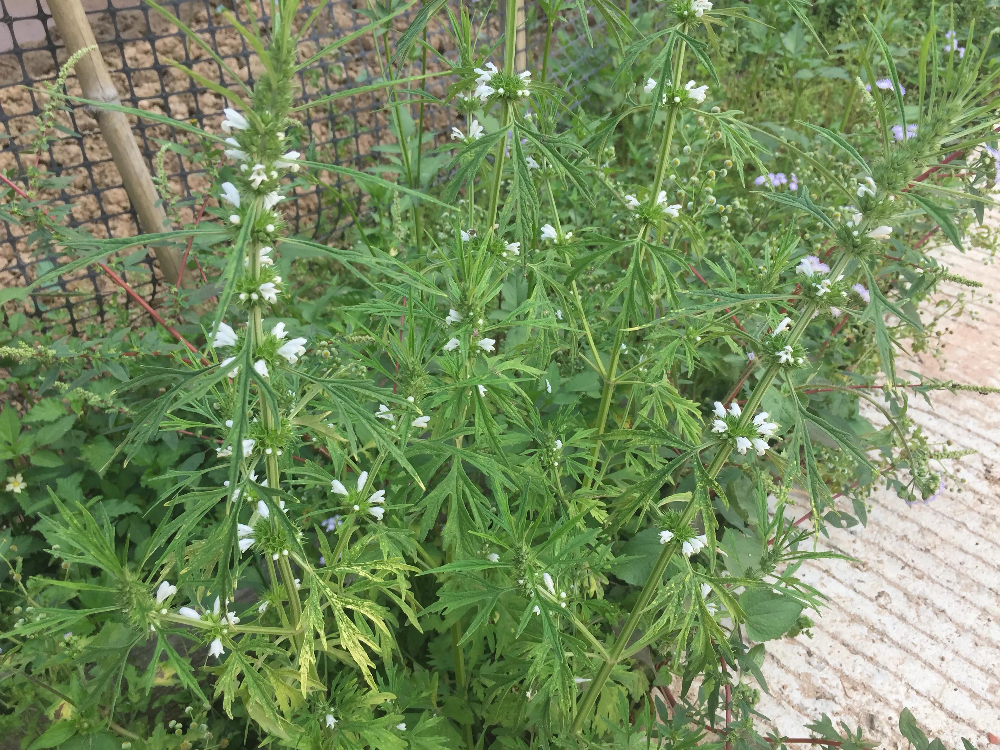 农村路边常见的益母草,用途可不小,解决了很多女性朋友的烦恼