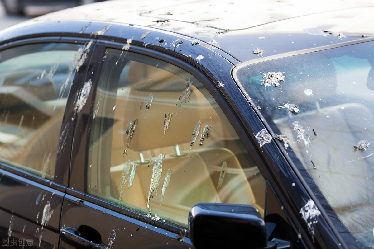 人生崽鸟下蛋!鸟类生殖、排尿、排便通道三合一,为何人类分开?