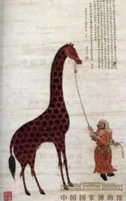 中国首只人工繁殖的长颈鹿,中国第一只长颈鹿