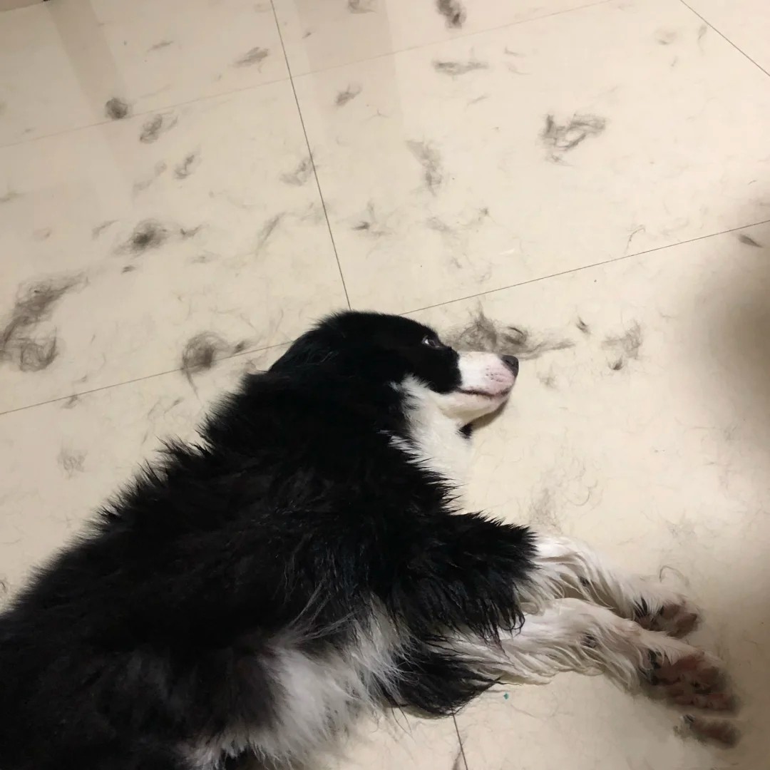 秃头边牧照片,黑眼圈秃头边牧