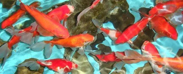 养鱼这么多年，是否还在为流量扬程排气量等困扰？