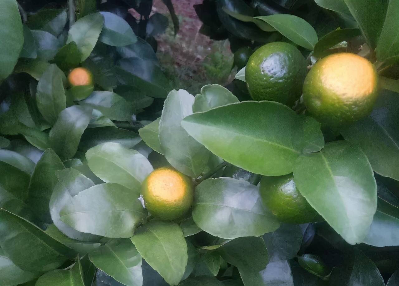 柑橘太阳果的处理,柑橘太阳果是什么原因造成的