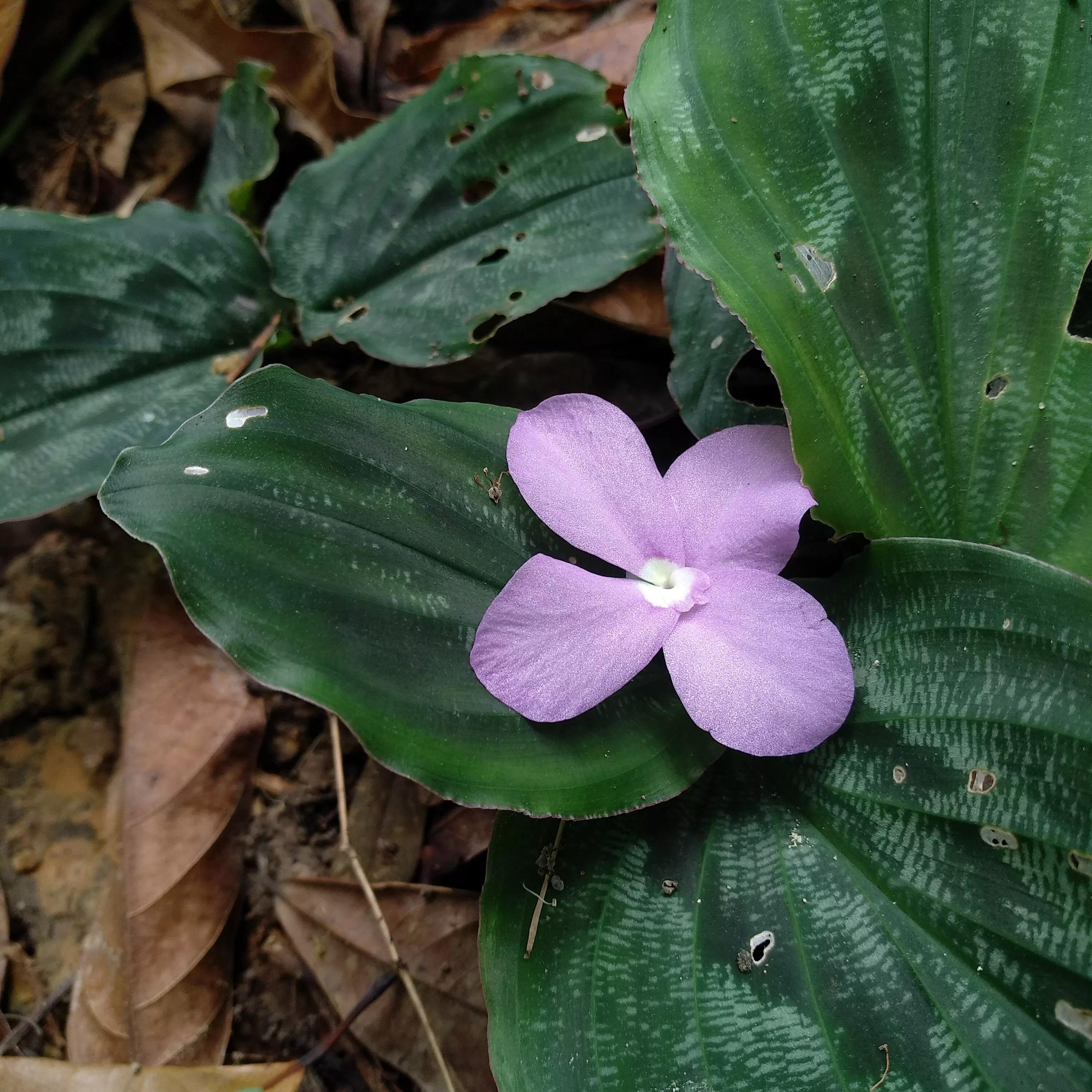 高考后想学临床医学,高考后想学中医