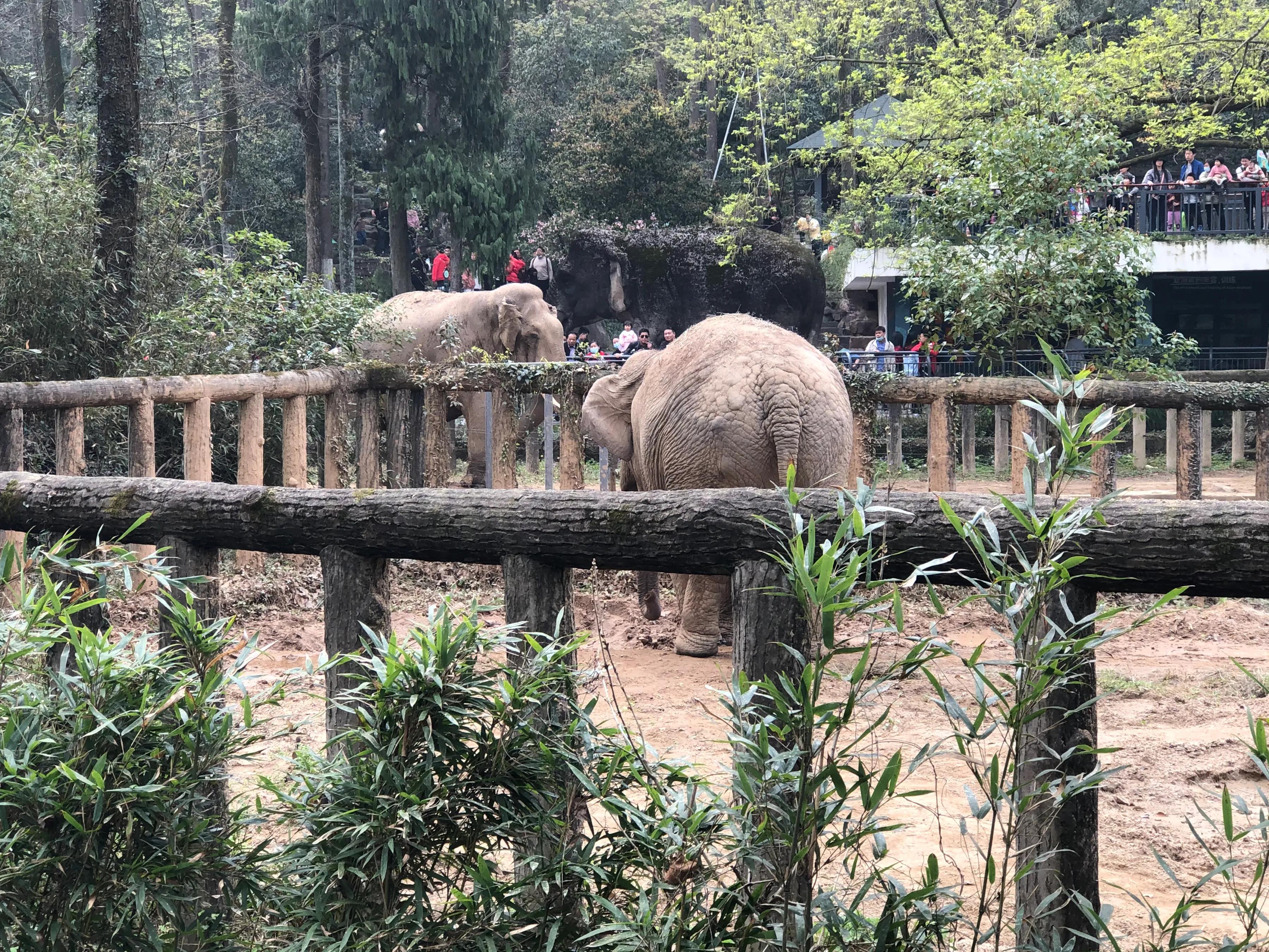 杭州动物园杭州人的记忆,杭州动物园票价