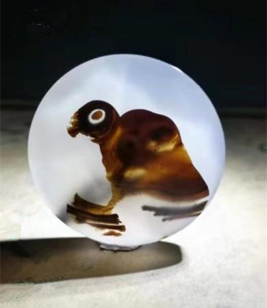 都是些什么“鸟石”？保证有你好看