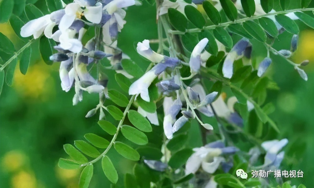 三月弥勒什么地方可以赏花,弥勒3月赏花攻略