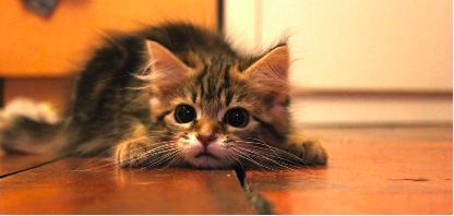 猫粮买哪个最好,营养猫粮罐头怎么选购