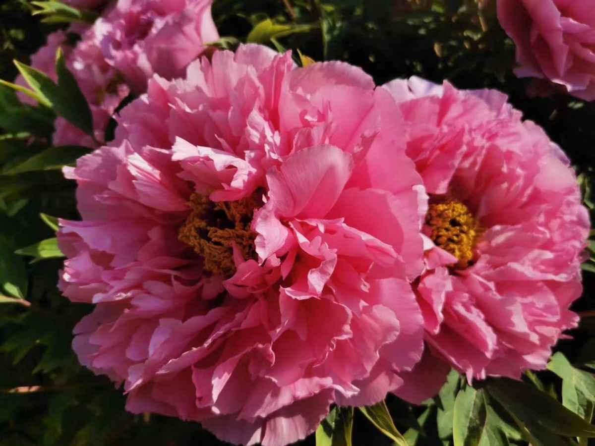 哪些花是真正的富贵花,富贵花给人带来吉祥好运