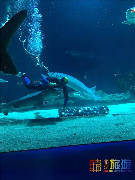周末有风？别怕，来北京这里看花花草草和无数小可爱！猜到是哪里了吗？