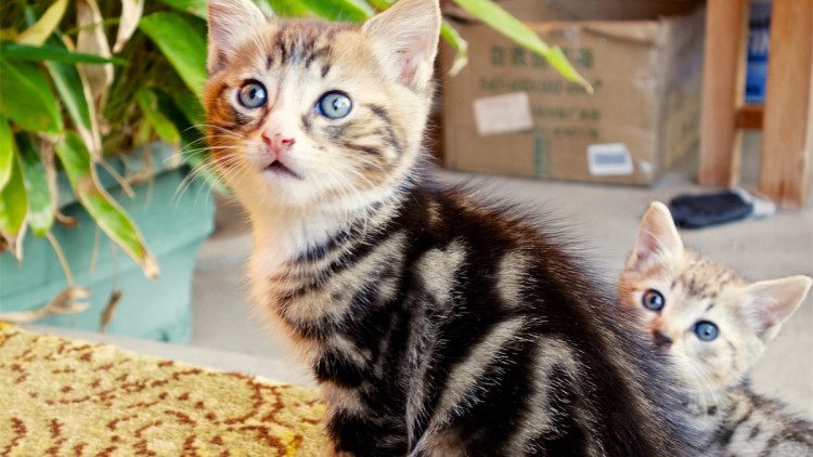 如何向猫咪表达爱意,如何向猫咪表达友善的叫声