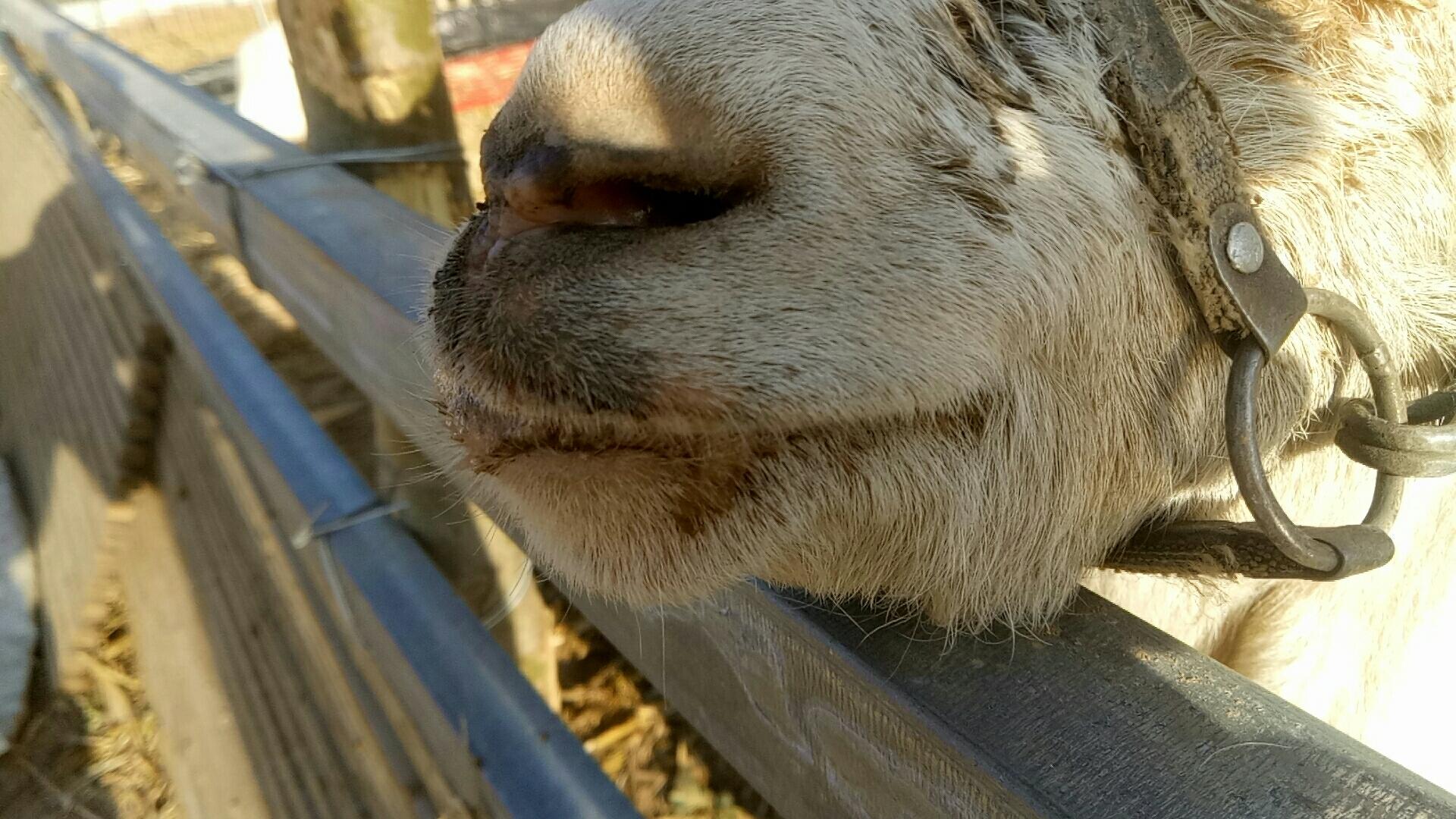 「答疑解惑」原创|羊嘴里有白沫，看不清路，怎么回事儿？