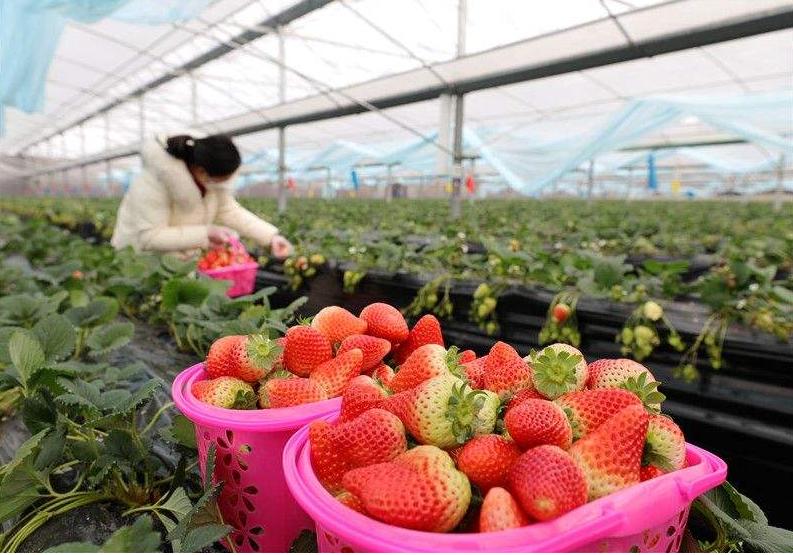 今年草莓滞销的原因,草莓滞销的最佳方法