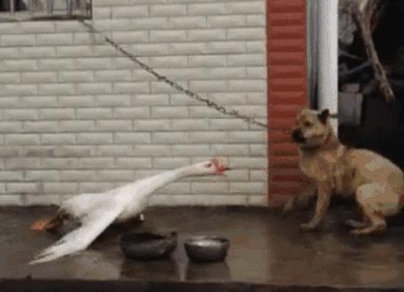 福州38天101起“蛇登门”如此频繁与全球变暖有关吗？如何防蛇？