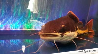 招财猫鱼怎么挑选,招财猫鱼如何开口