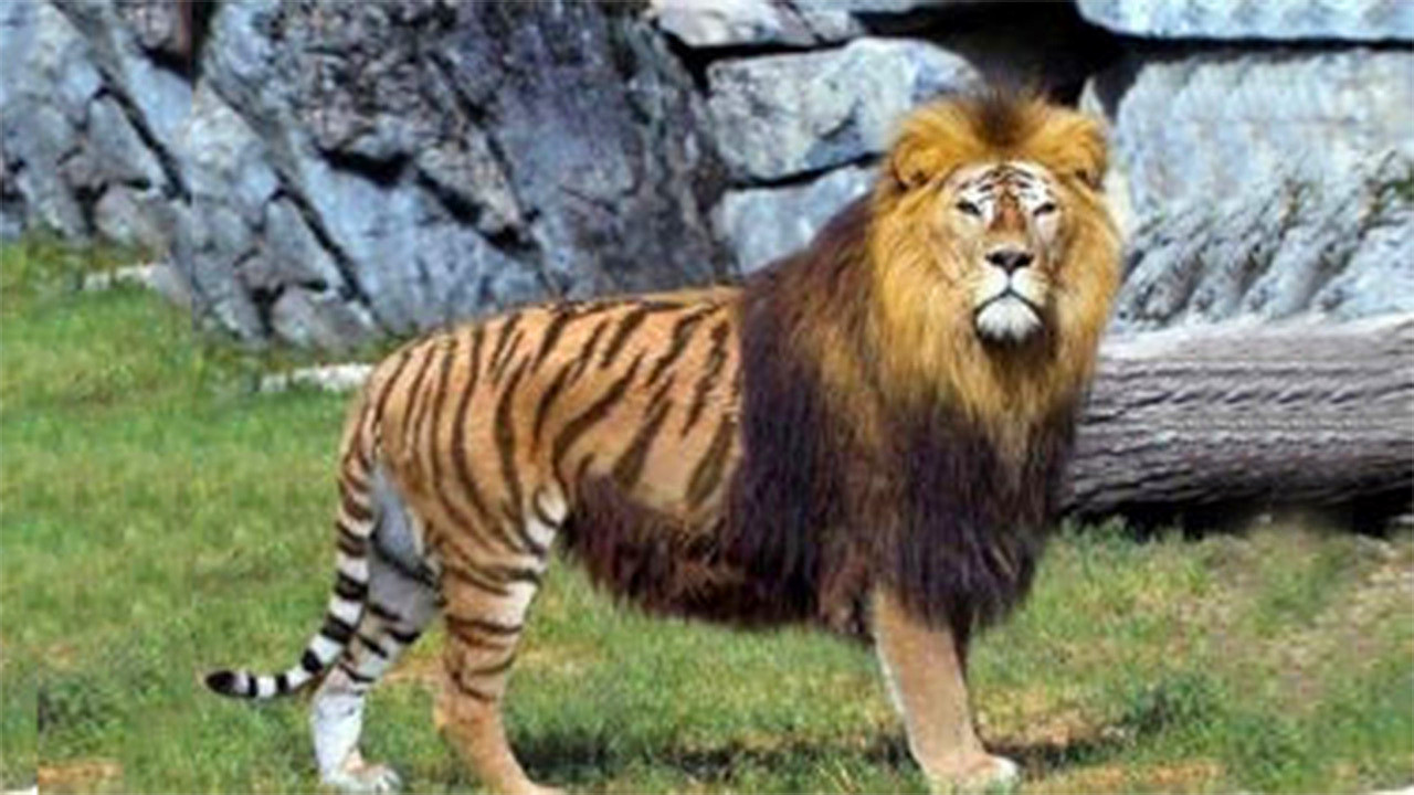 骡子为什么不能生育下一代的传说,为什么骡子无法生育后代