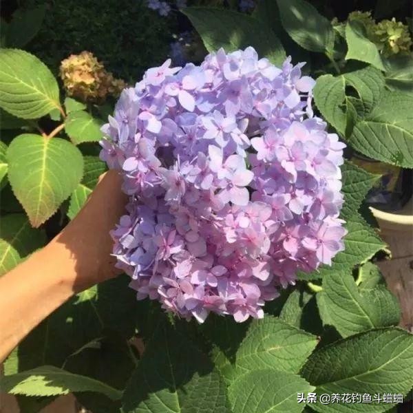 绣球几片叶子开始长花苞,绣球冬季绿叶爆侧芽