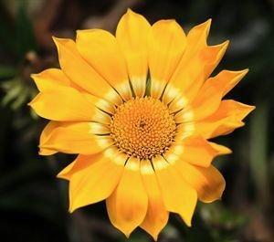 春夏秋冬都可以开的菊花,夏天适合的菊花