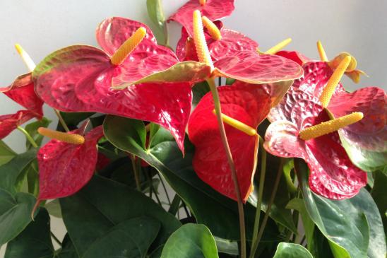 红掌如何养护和注意事项,红掌的叶子怎样才能让它翠绿