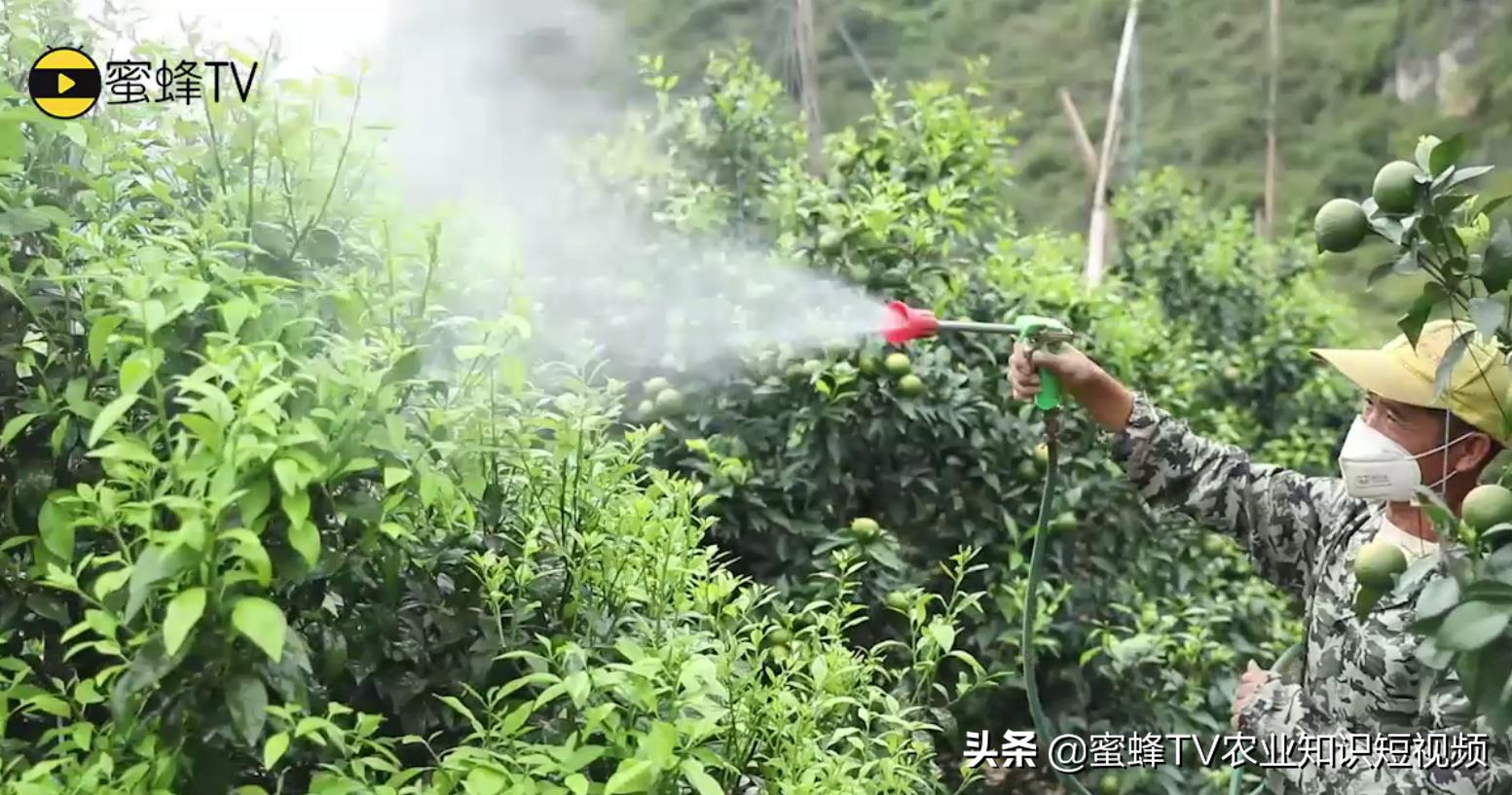 2.4-d用什么溶解,2-4d用什么来稀释