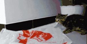 猫咪生吞维生素,猫咪生吞猫粮呕吐